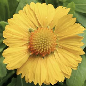 Mesa Yellow, Gaillardia